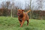 DOGUE DE BORDEAUX 177